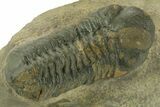 Detailed Reedops Trilobite - Atchana, Morocco #377003-3